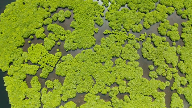 Mangrove trees in the water on a tropical island. An ecosystem in the Philippines, a mangrove forest.
