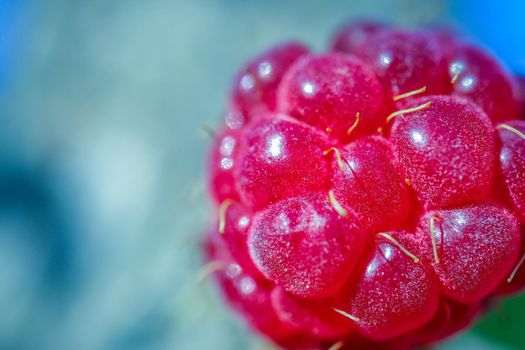 red berry raspberry macro as a beautiful background