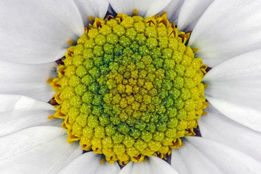 chrysanthemum flower close up macro as background. High quality photo