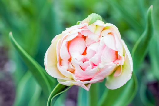 Bud of a Tulip on a beautiful background of macro. High quality photo