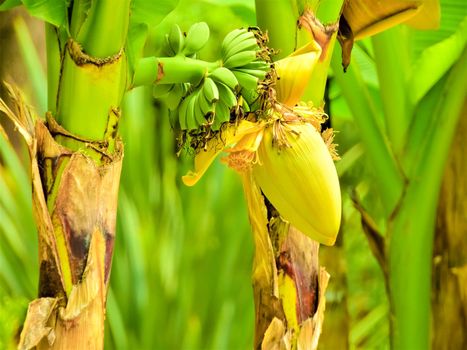 banana tree with young fruits. High quality photo