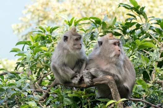 Monkey macaque in the rain forest. Monkeys in the natural environment. Bali, Indonesia. Long-tailed macaques, Macaca fascicularis