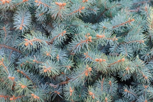 spruce branches as a close-up background. High quality photo