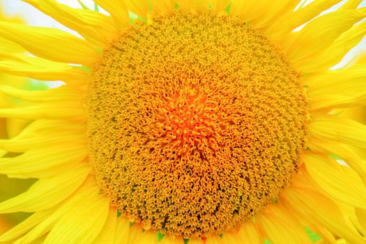 sunflower flowers on the field as background . High quality photo