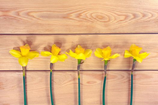 yellow daffodil on a plain background isolate. High quality photo