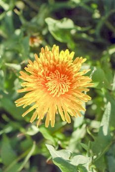 yellow dandelion flower close up. High quality photo