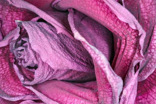 dried red rose Bud as background close up. High quality photo