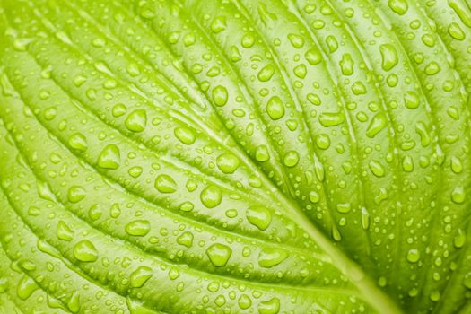 green Hosta leaf with rain drops close-up. High quality photo