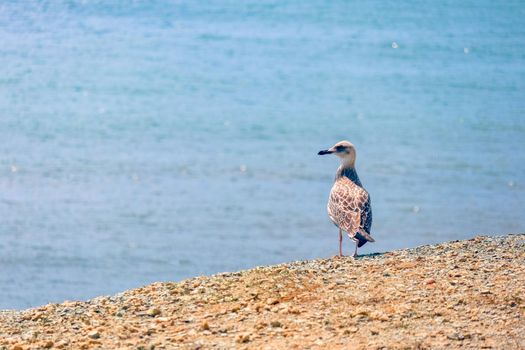 A lone white gull on the coastal sand. High quality photo