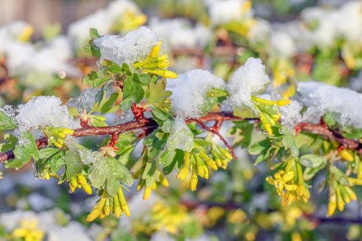 blooming tree branches with snow as background. High quality photo