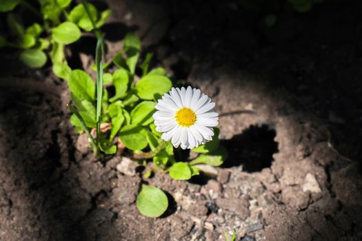 chamomile flower in a ray of light. High quality photo