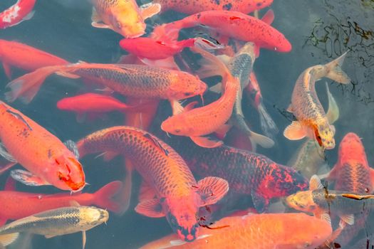 carp Chinese koi colorful fish swim in the water top view of the entire frame . High quality photo