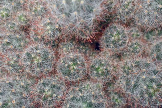 cactus on a beautiful background close up macro