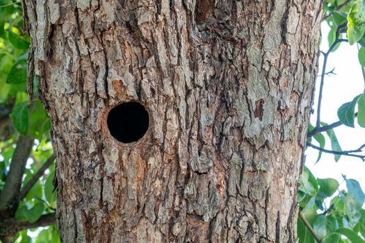 hollow in a tree trunk in the garden close-up. High quality photo