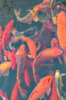 carp Chinese koi colorful fish swim in the water top view of the entire frame . High quality photo