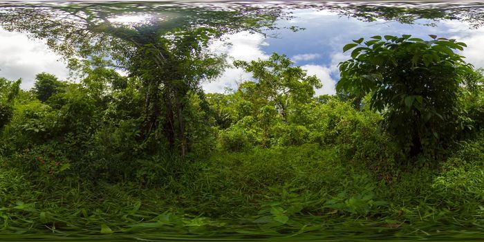 Lush green rainforest. Jungle located on the island of Mindanao, Philippines.