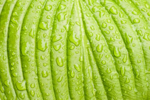 green Hosta leaf with rain drops close-up. High quality photo