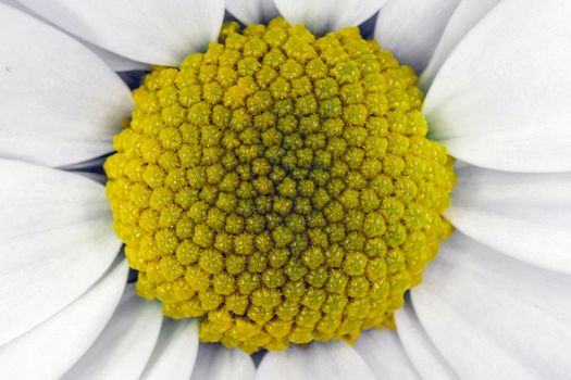 chrysanthemum flower close up macro as background. High quality photo