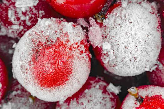 red viburnum berries frozen for the entire frame macro . High quality photo