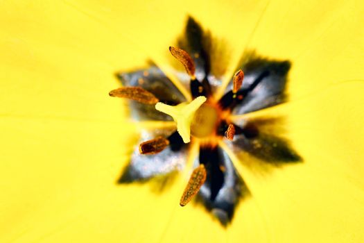 Tulip flower on a beautiful background macro. High quality photo