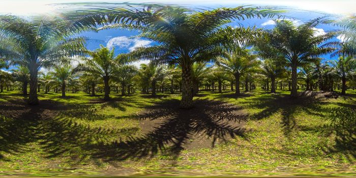 Palm grove on a farm plantation. Tropical landscape with palm trees. Bohol, Philippines. VR 360. 8k Video.