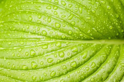 green Hosta leaf with rain drops close-up. High quality photo