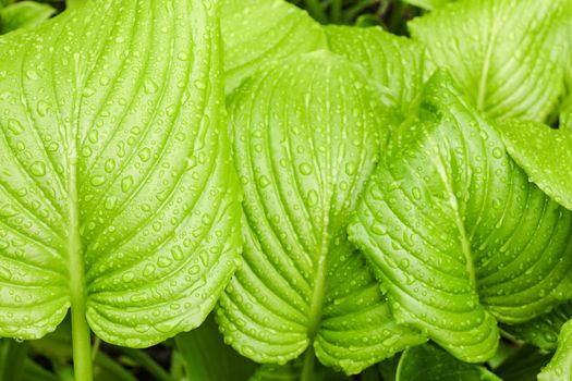 green Hosta leaf with rain drops close-up. High quality photo