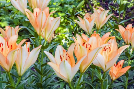 Lily flowers on a green background. flowers in the garden. High quality photo