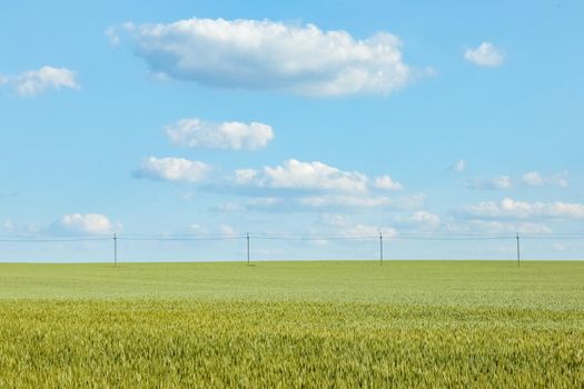 a field of green wheat against a blue sky close up for the entire frame. High quality photo