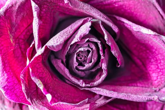 dried red rose Bud as background close up. High quality photo