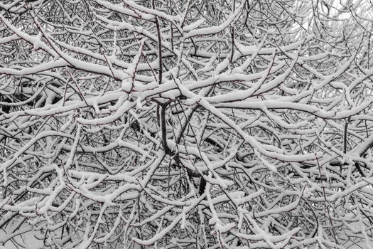 tree branches covered with snow as background. High quality photo