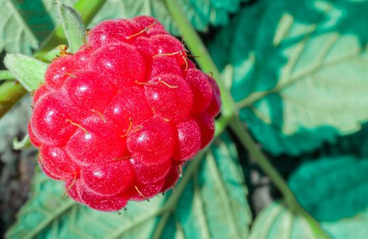 berry raspberry macro as a beautiful background . High quality photo