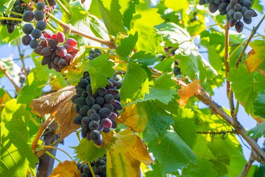 brushes of grapes on vines in the garden close-up. High quality photo