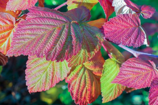 berry raspberry macro as a beautiful background . High quality photo