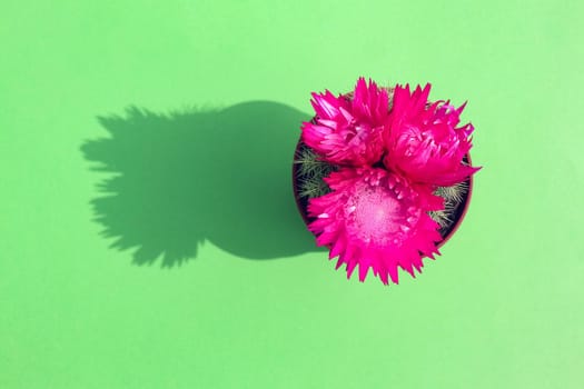 blooming cactus on a colored background pattern top view. High quality photo