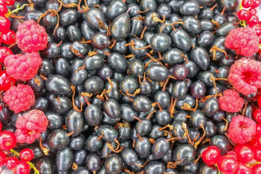 berries of a black currant fill the frame. High quality photo