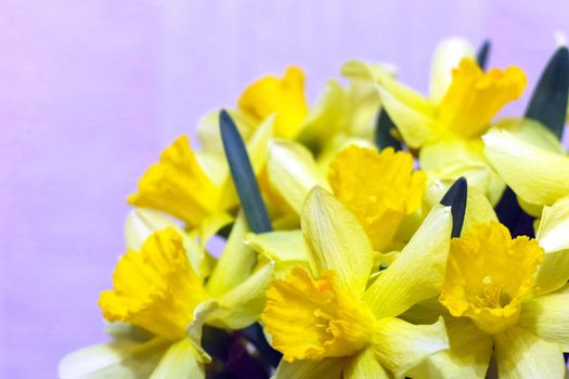 yellow daffodil on a plain background isolate. High quality photo