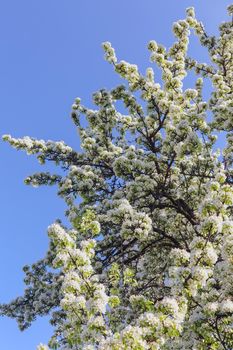 blooming tree branches for the entire frame. High quality photo