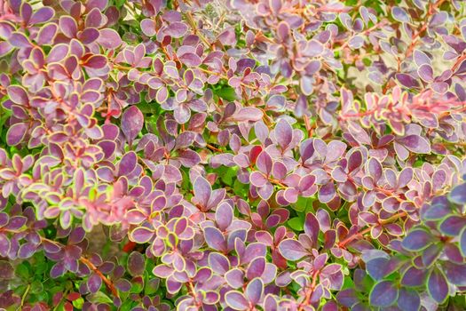 Thunberg Barberry leaves. for the entire frame. as a background. High quality photo