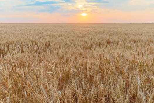 field of ripe wheat against the sky. High quality photo