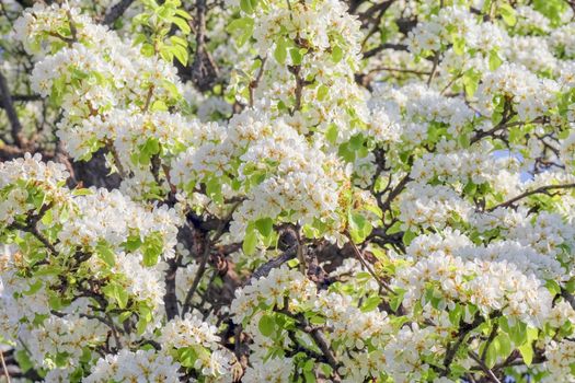 blooming tree branches for the entire frame. High quality photo