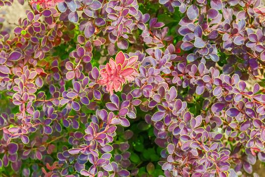 Thunberg Barberry leaves. for the entire frame. as a background. High quality photo