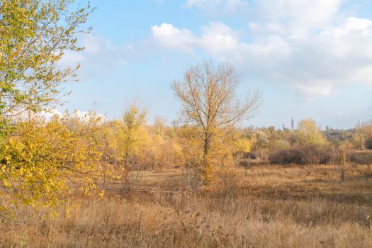 autumn forest landscape with blue sky background. High quality photo