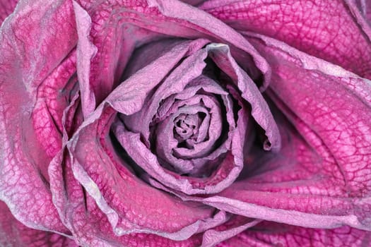 dried red rose Bud as background close up macro