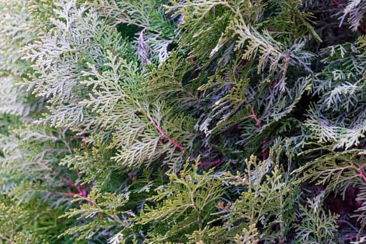 spruce branches as a close-up background. High quality photo