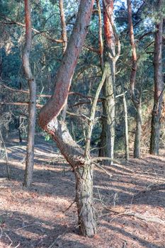 old pine forest. fancy shapes of old trees. High quality photo