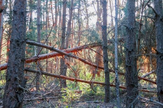 old pine forest. fancy shapes of old trees. High quality photo