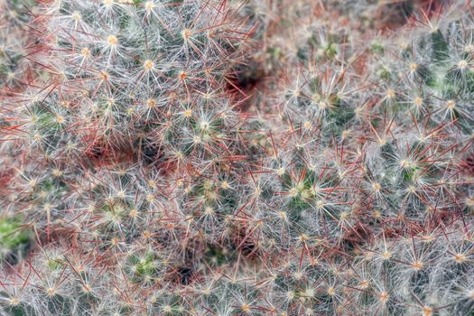 cactus on a beautiful background close up macro