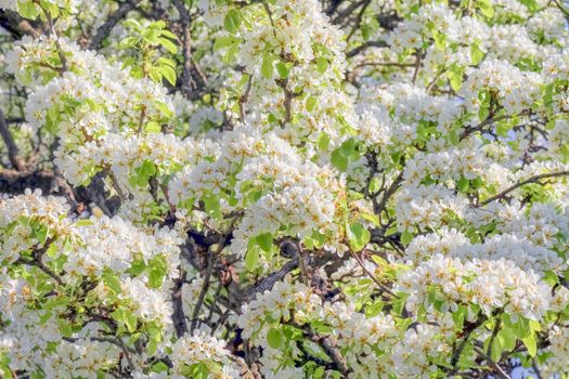 blooming tree branches for the entire frame. High quality photo