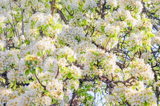 blooming tree branches for the entire frame. High quality photo